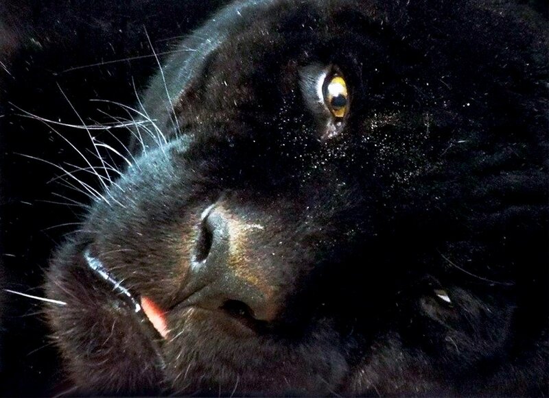 Black Panther Face — Intense, Photograph, Eye