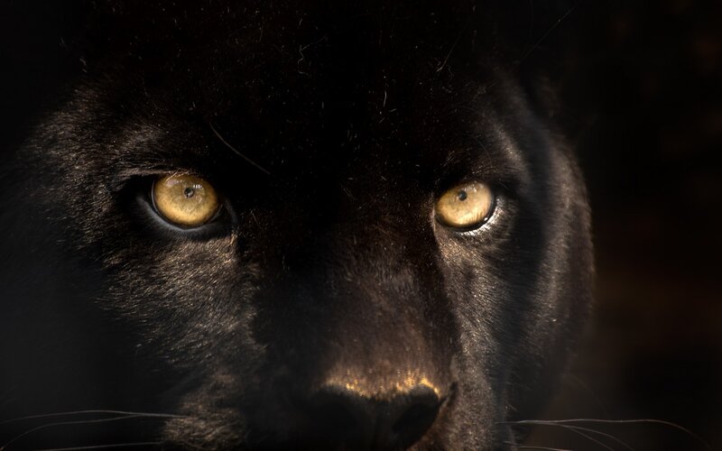 Black Panther Face — Intense, Photograph, Eyes, Nose