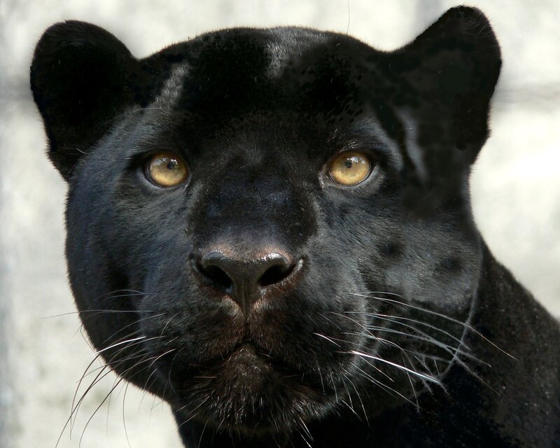 Black Panther Face — Intense, Photograph, Eyes