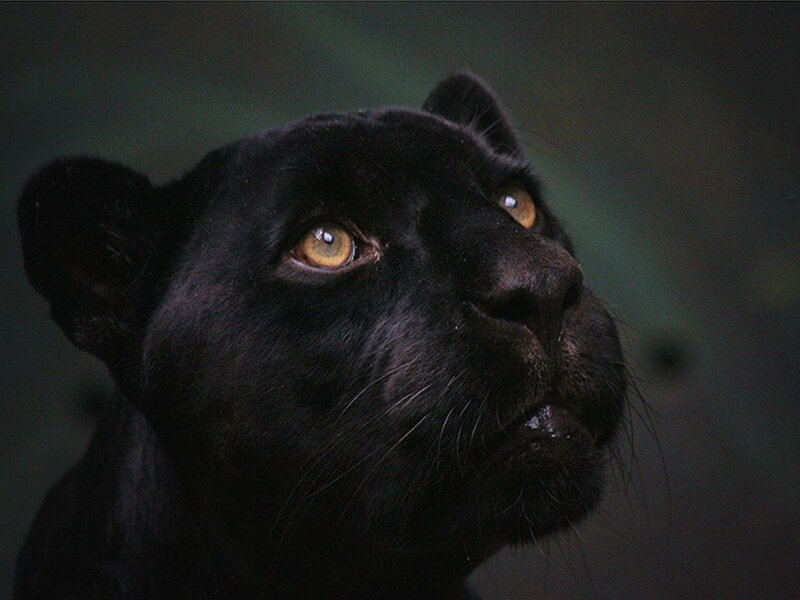Black Panther Face — Intense, Photograph