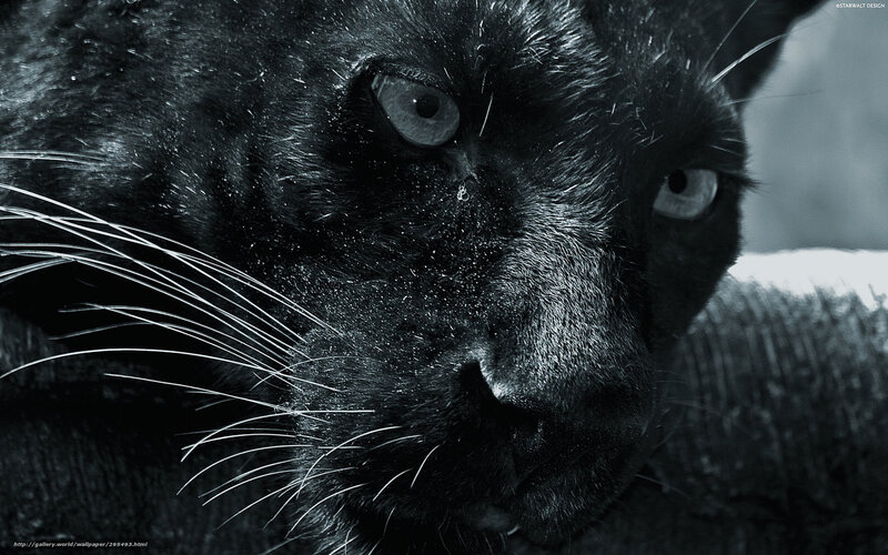 Black Panther Face — Intense, Photograph, Whiskers, Eyes, Fur