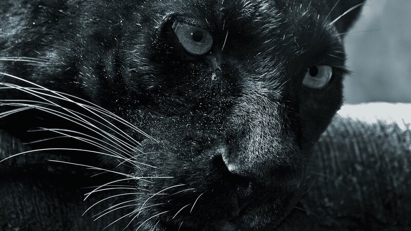 Black Panther Face — Intense, Photograph, Whiskers