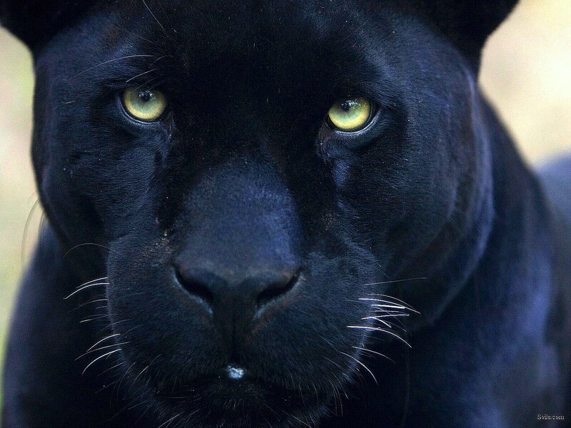 Black Panther Face — Intense