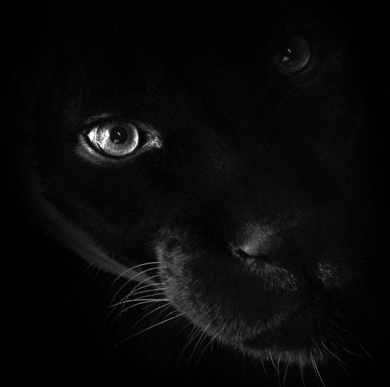 Black Panther Face