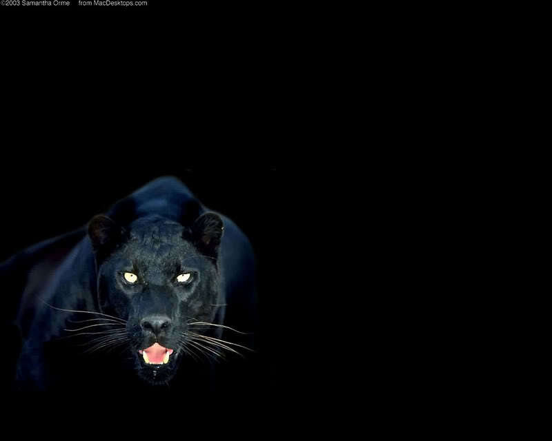 Black panther in dark