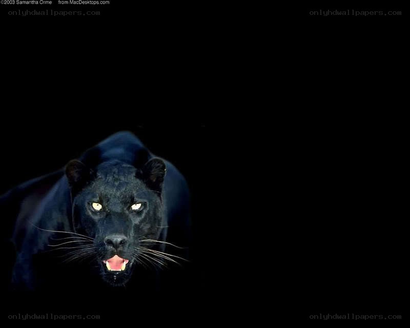 Black panther in dark