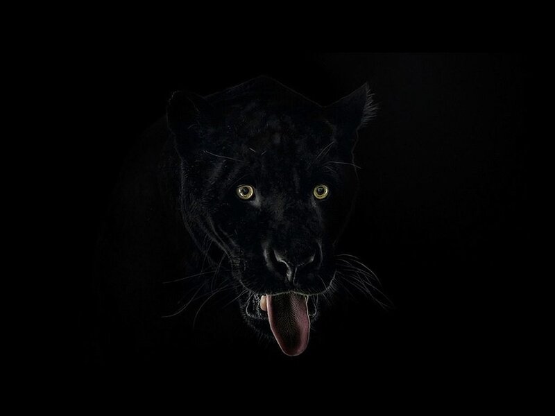 Black Panther in Dark — Dramatic