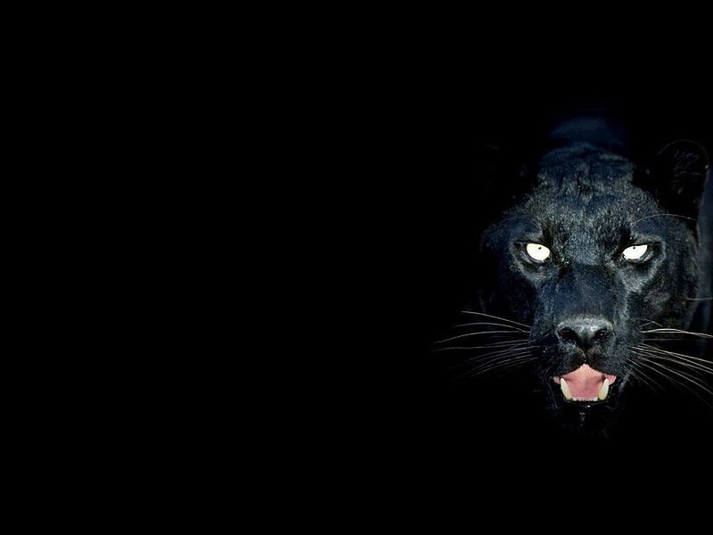 Black Panther in Dark — Intense
