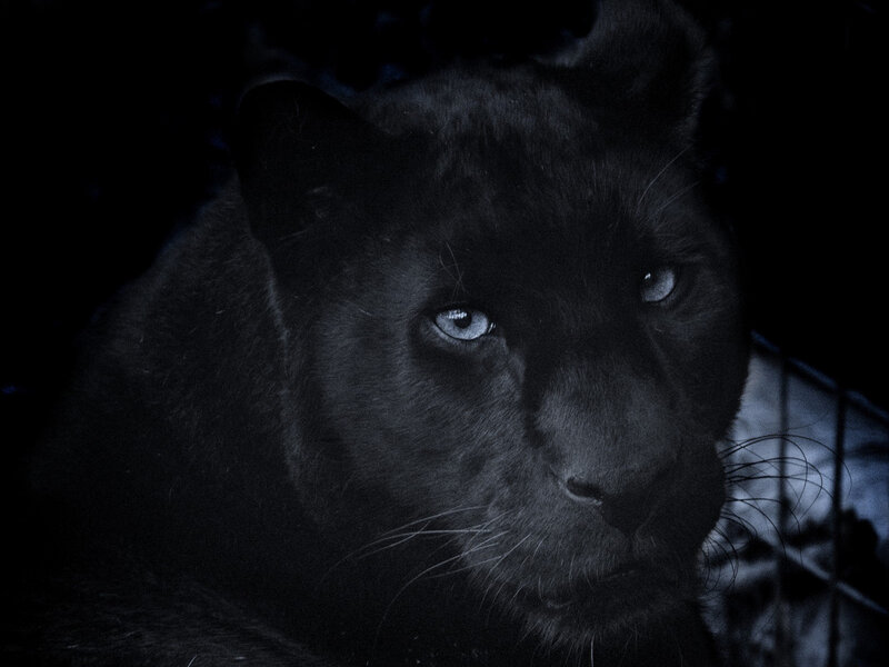 Black Panther in Dark — Night