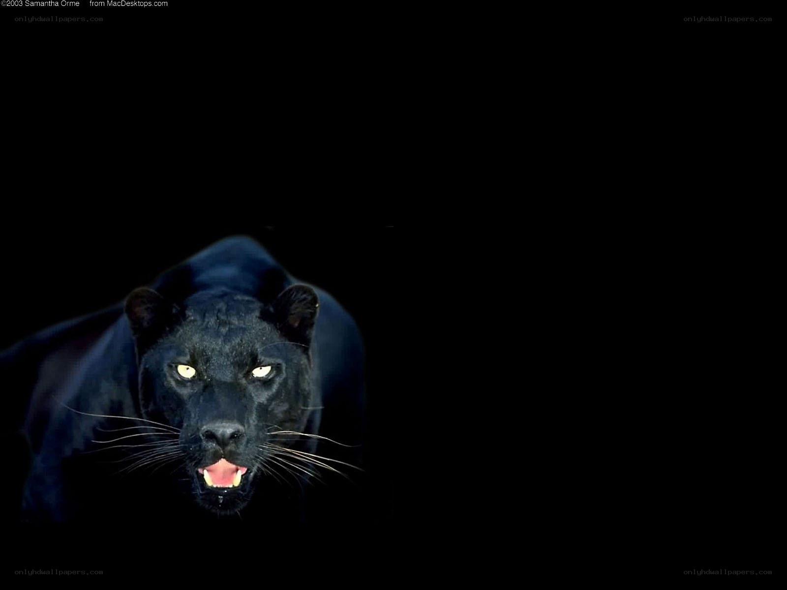 Black panther in dark