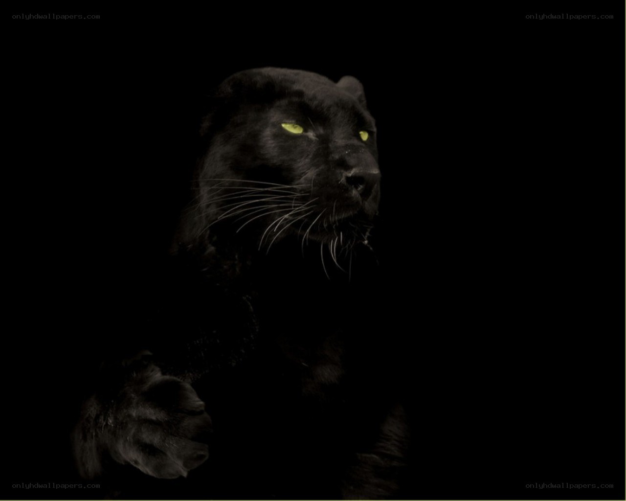 black panther in darkness