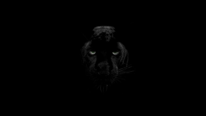 Black Panther in Darkness — Dark, Intense