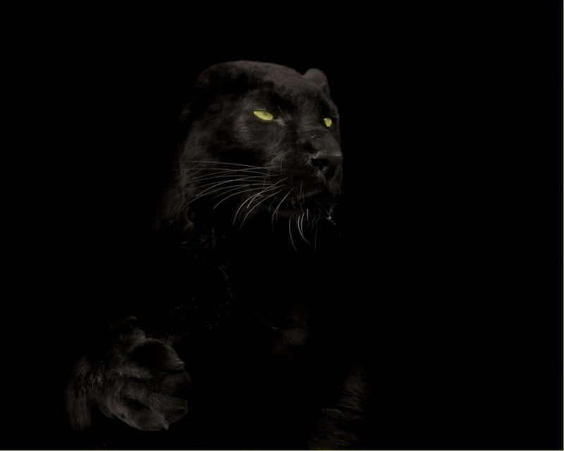 Black Panther in Darkness — Dramatic, Night, Photograph, Eyes