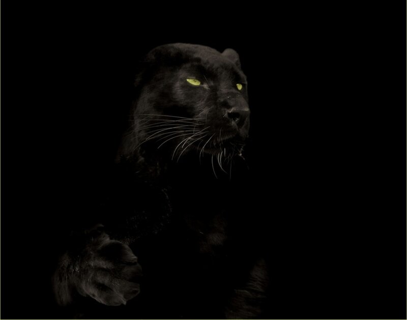 Black Panther in Darkness — Dramatic, Night, Photograph