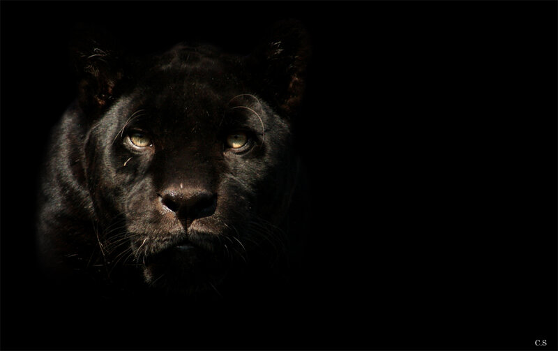 Black Panther in Darkness — Dramatic, Night