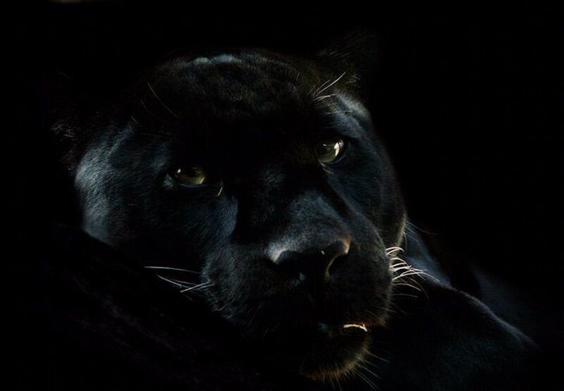 Black Panther in Darkness — Dramatic