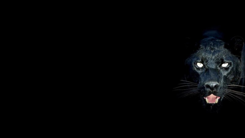 black panther in darkness
