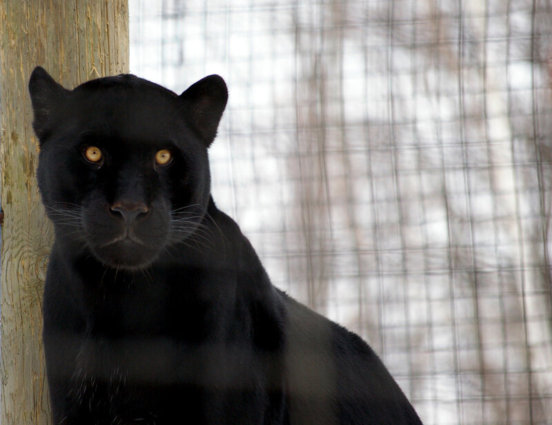 black panther in enclosure