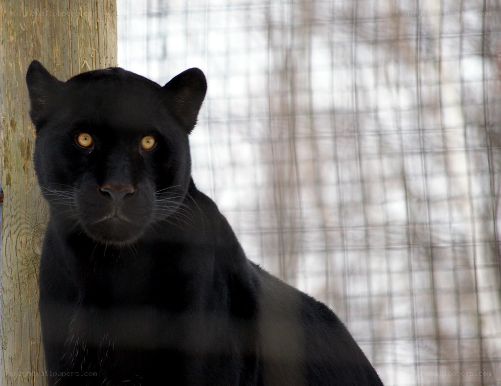 black panther in enclosure