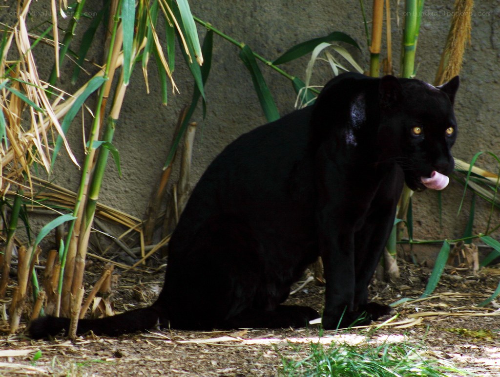 black panther in enclosure