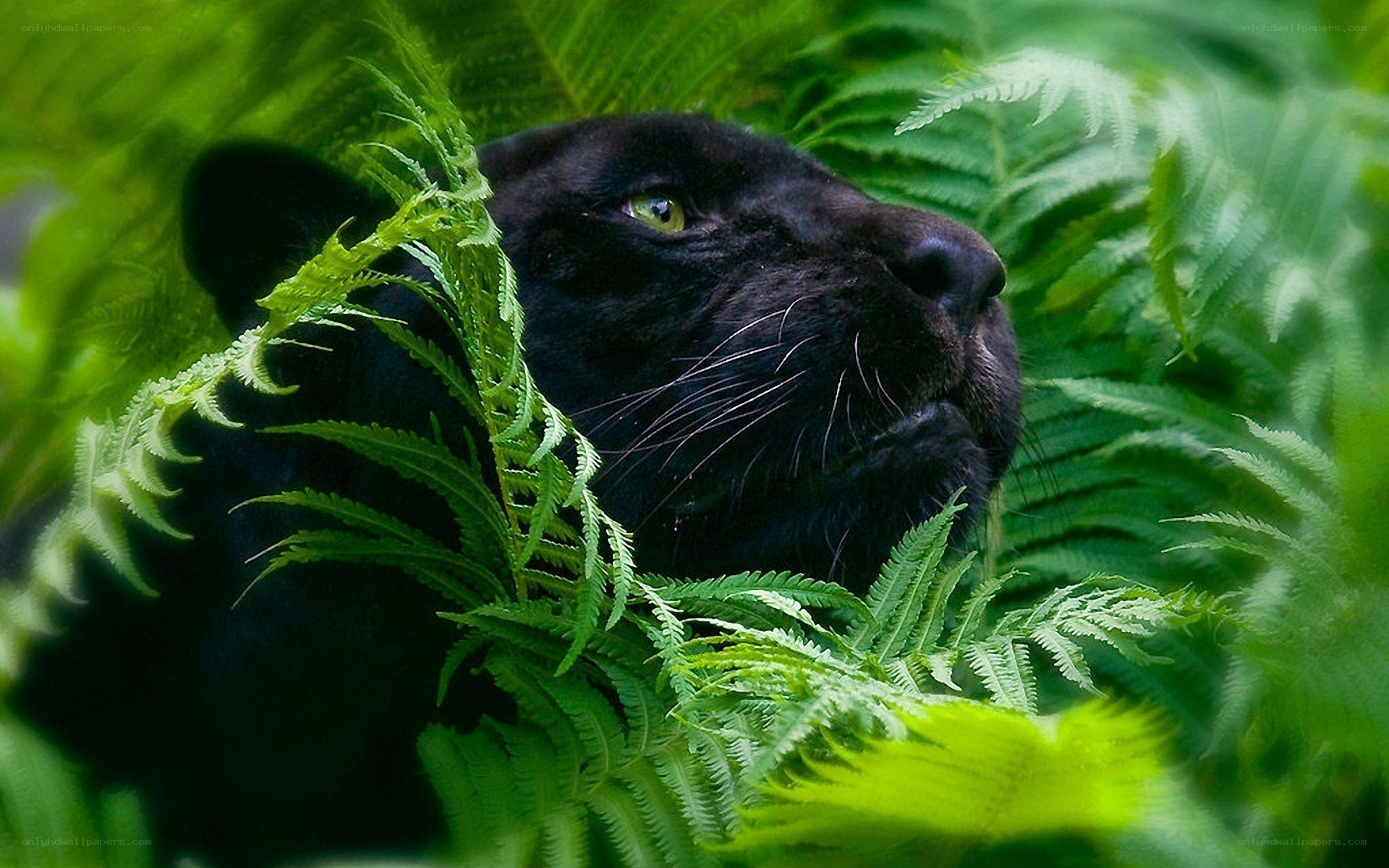 Black panther in ferns