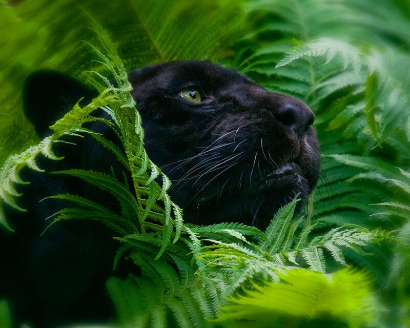 Black Panther in Ferns — Alert