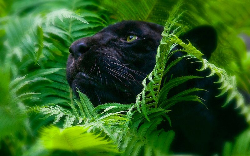 Black Panther in Ferns — Green, Natural, Photograph, Eyes