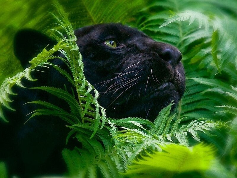 Black Panther in Ferns — Green, Natural, Photograph