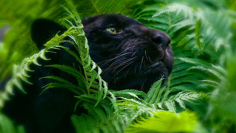 Black Panther in Ferns — Green, Natural