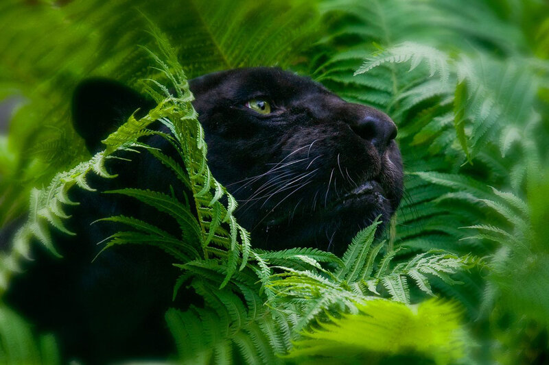 Black Panther in Ferns — Green
