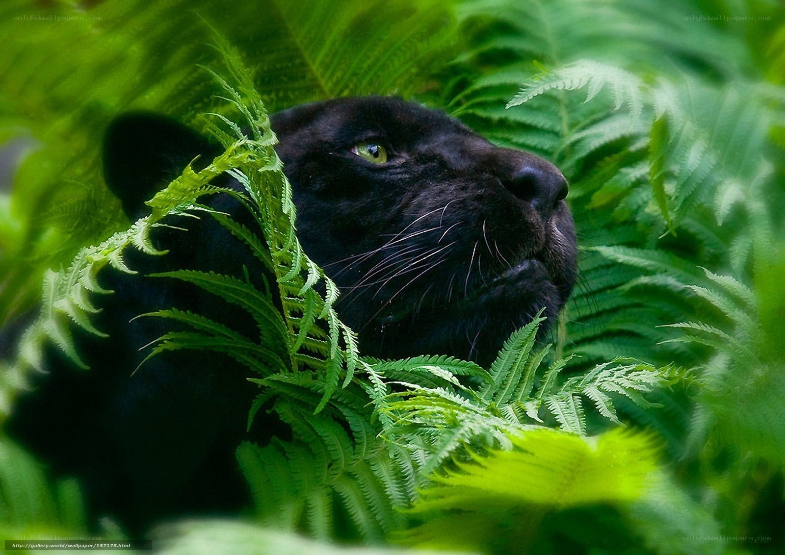 Black panther in ferns