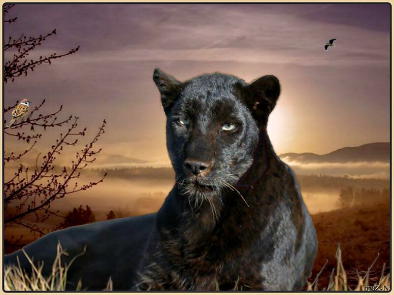 Black Panther in Field