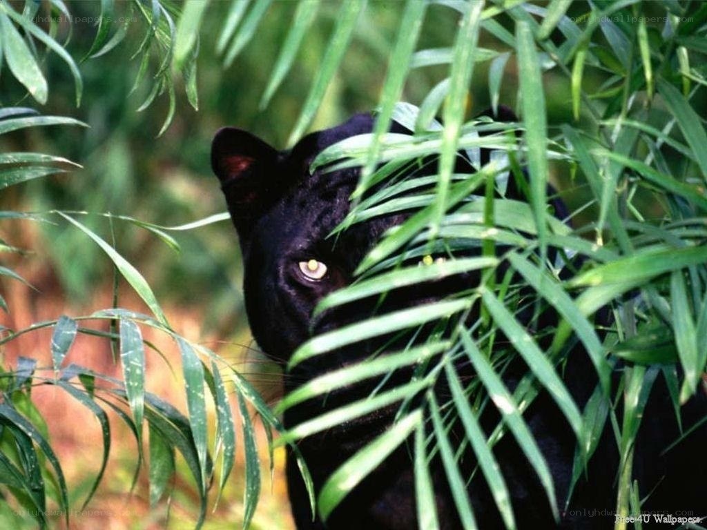 Black panther in foliage