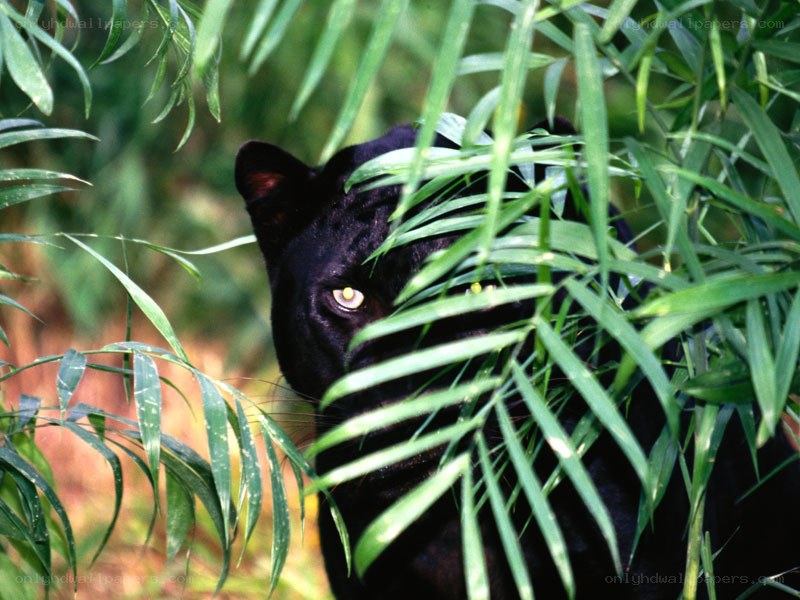 Black panther in foliage