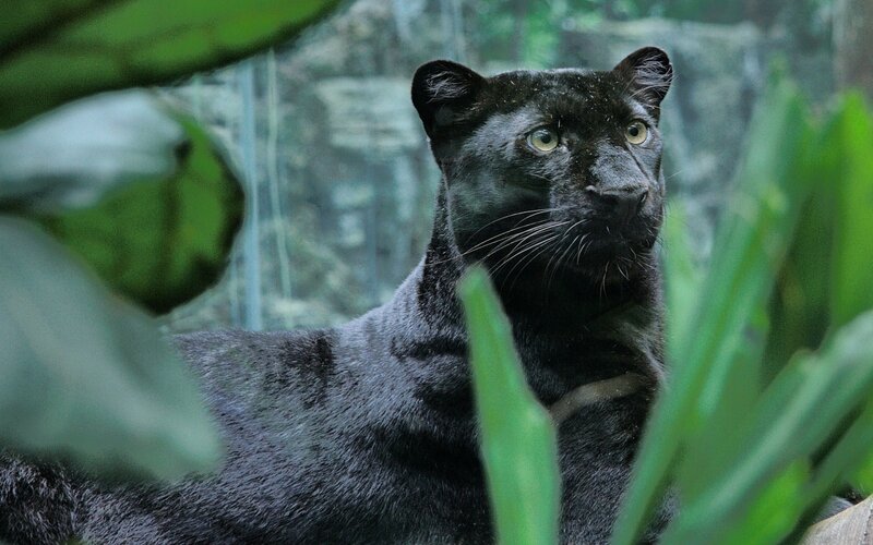 Black Panther in Foliage — Alert, Photograph