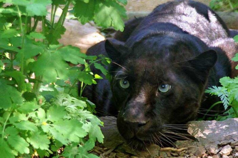 Black Panther in Foliage — Alert