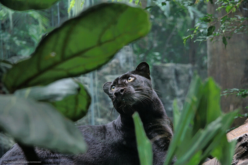 Black Panther in Foliage — Green, Natural