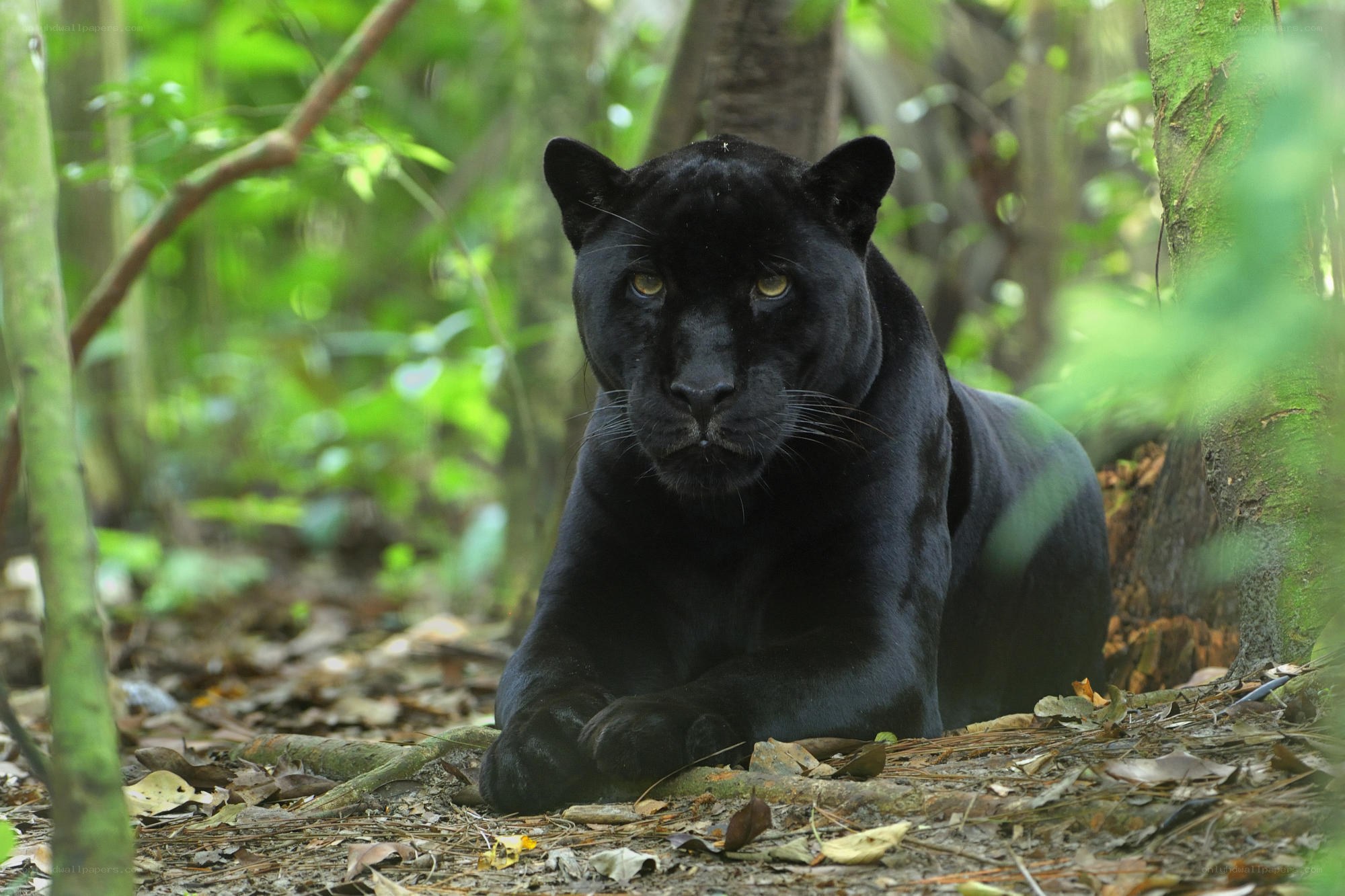 Black panther in forest