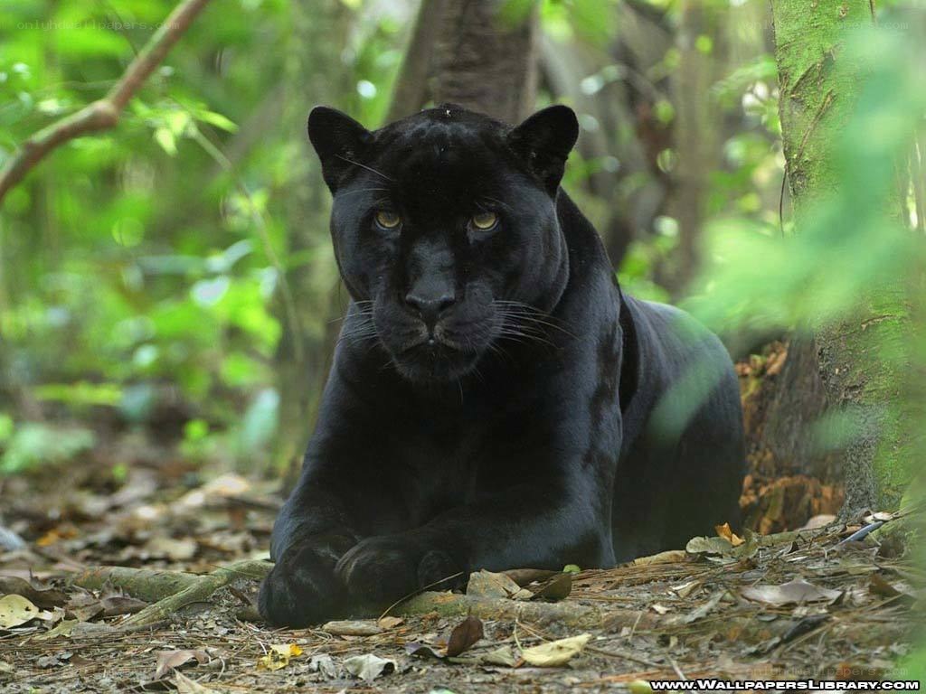 Black panther in forest