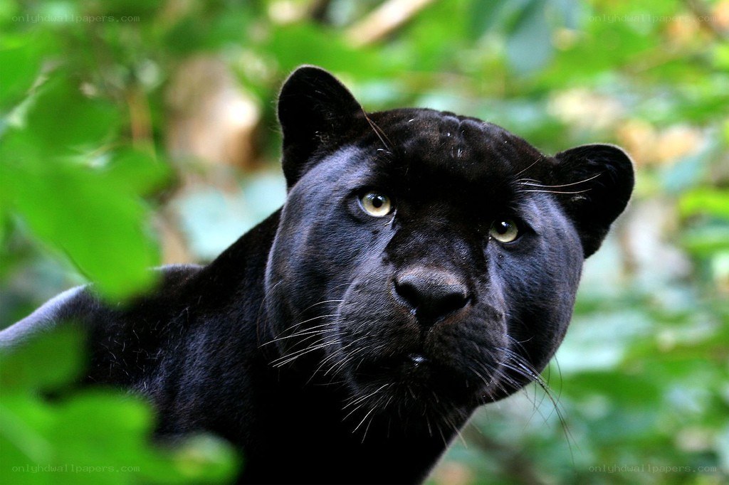 Black panther in forest