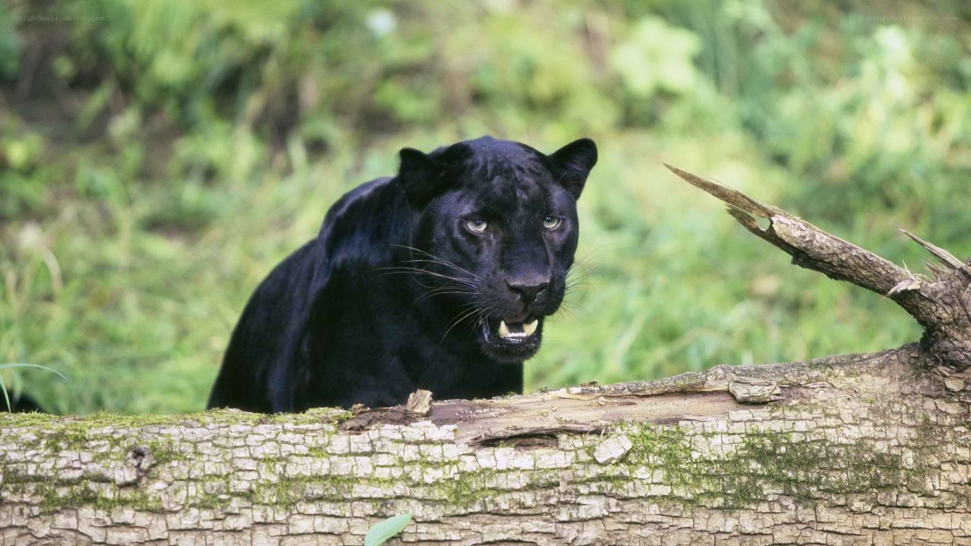 Black panther in forest