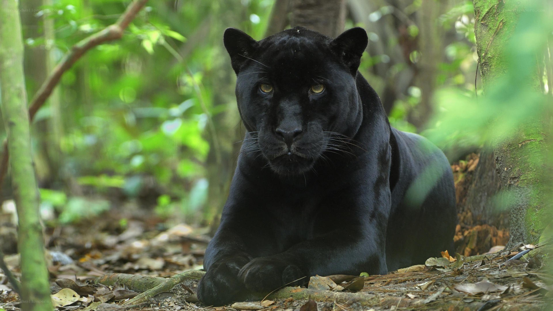 Black panther in forest
