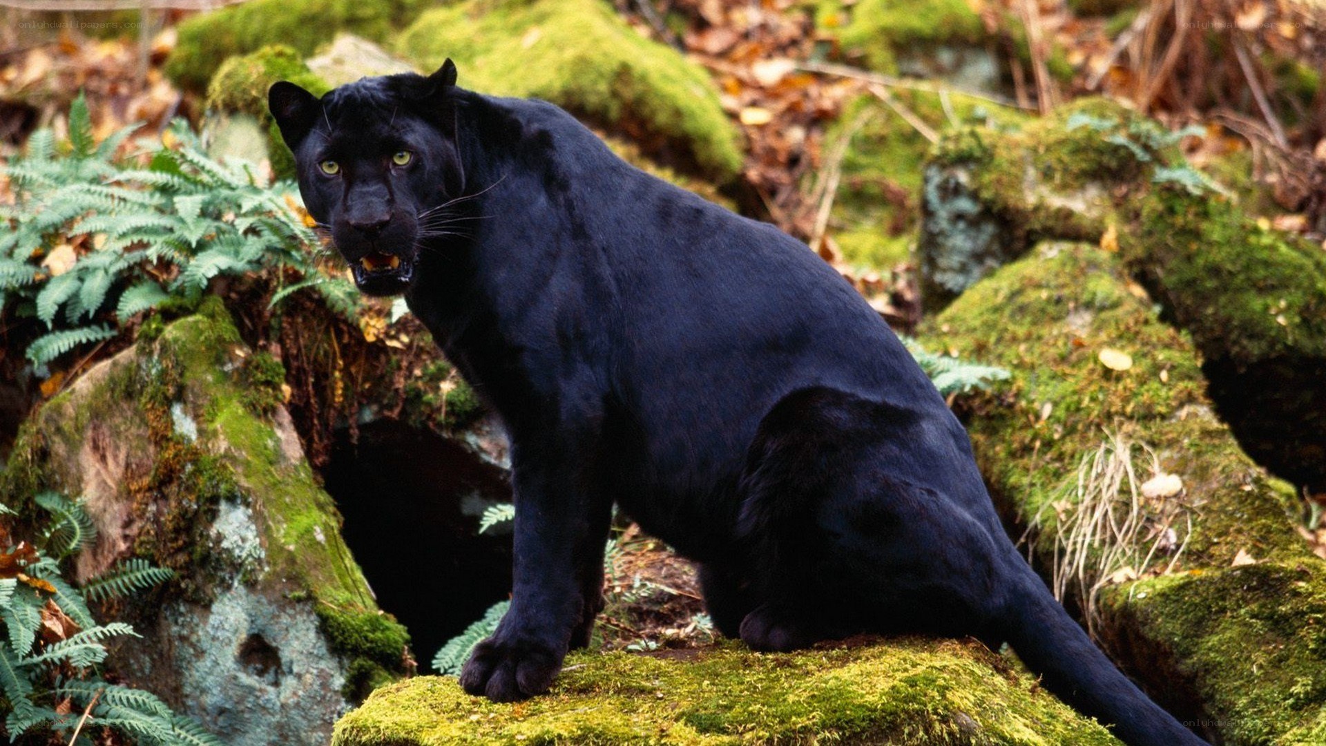 Black panther in forest