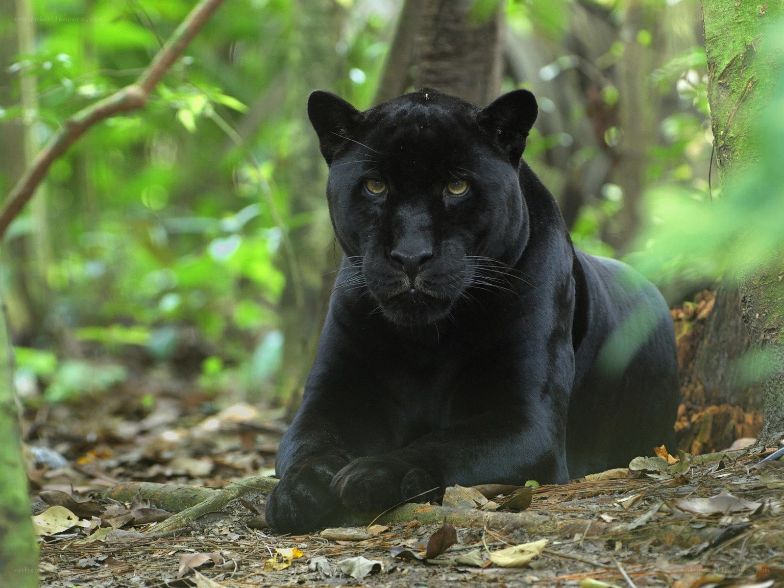 Black panther in forest