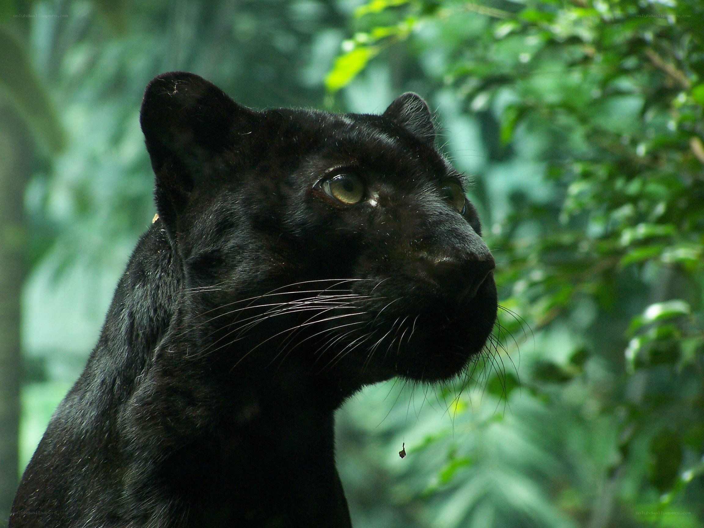 Black panther in forest