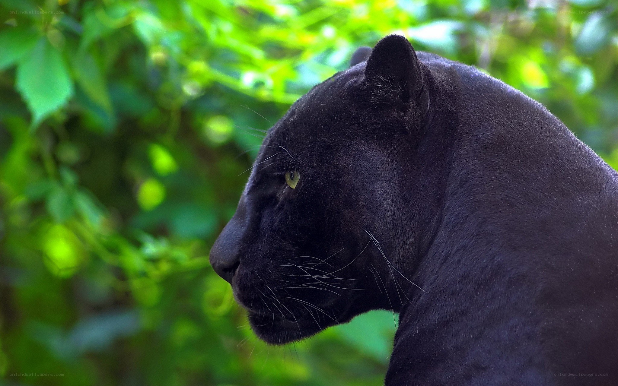 black panther in forest