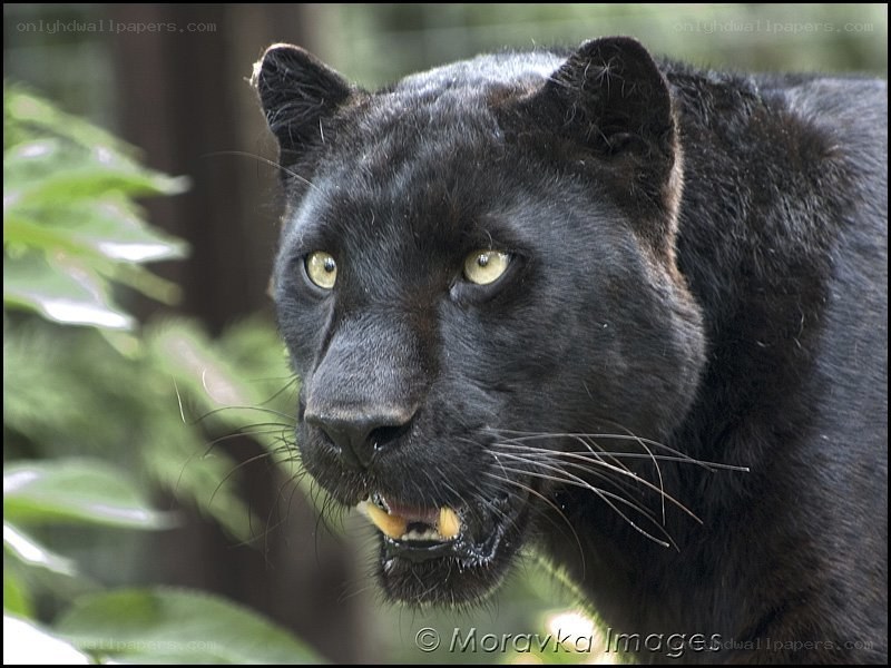 black panther in forest