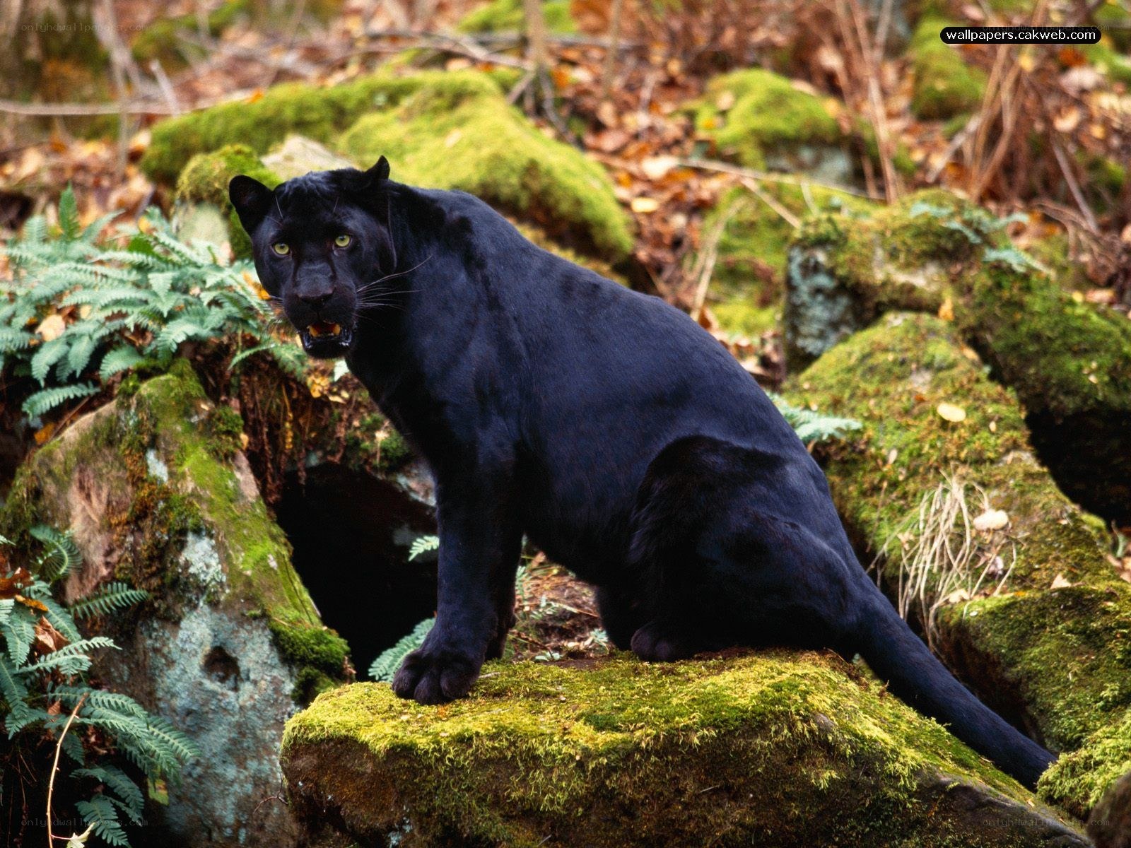Black panther in forest