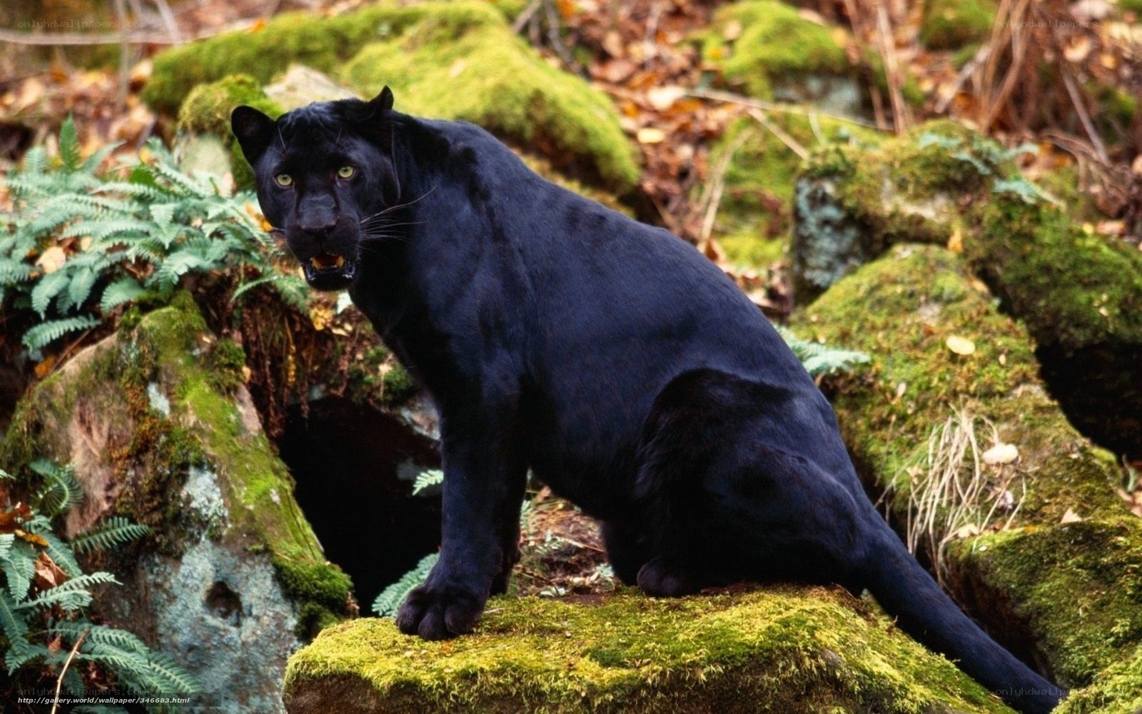 Black panther in forest
