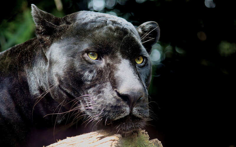 Black panther in forest